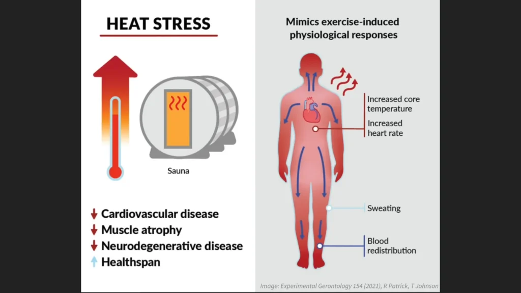 Sauna Benefits Deep Dive
